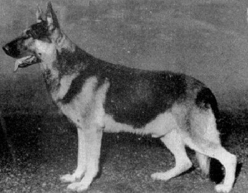 German Shepherd