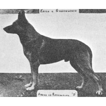 German Shepherd