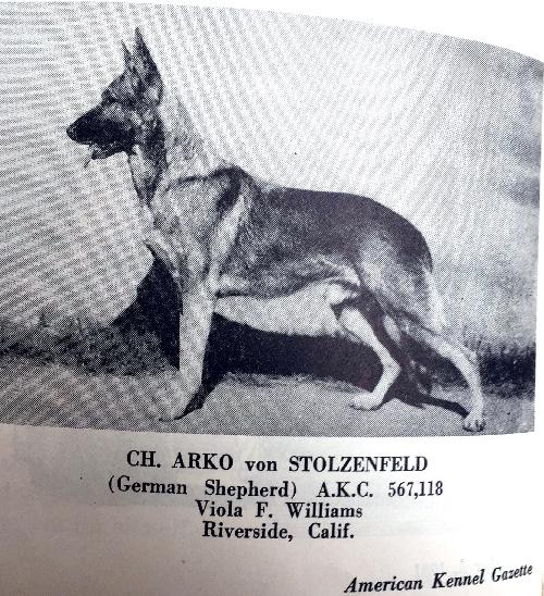 German Shepherd