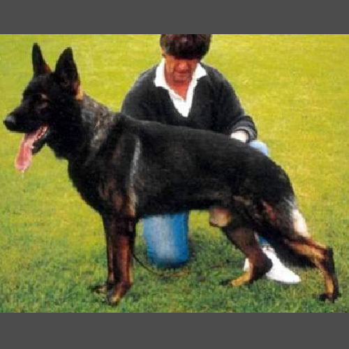 German Shepherd
