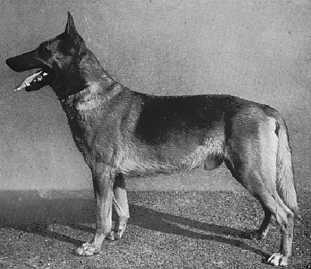 German Shepherd