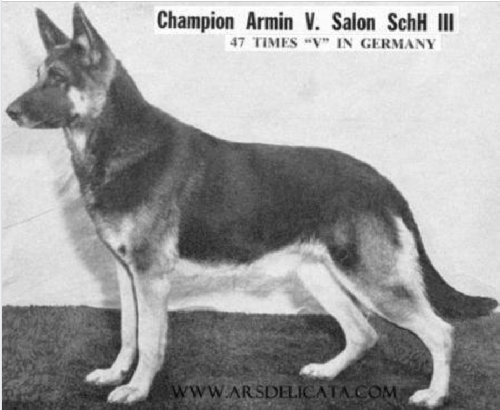 German Shepherd