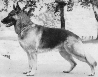 German Shepherd