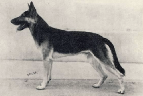 German Shepherd