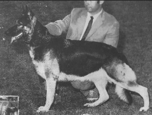 German Shepherd