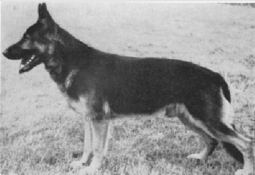 German Shepherd