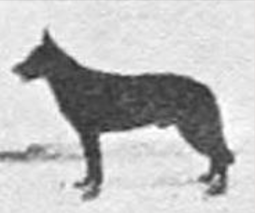 German Shepherd