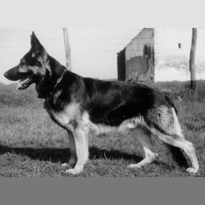 German Shepherd