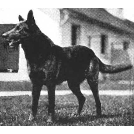 German Shepherd