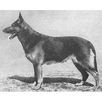 German Shepherd
