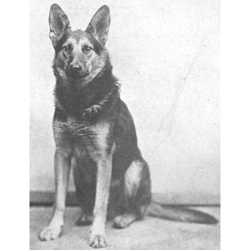 German Shepherd