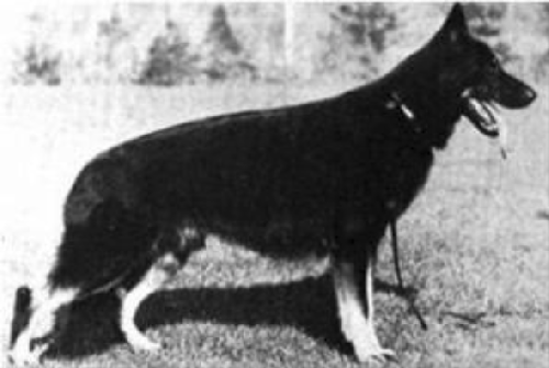 German Shepherd