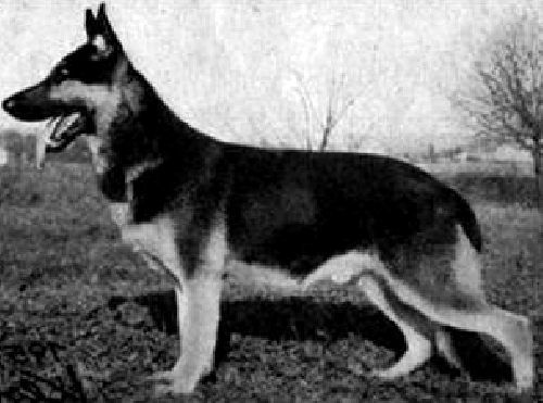 German Shepherd