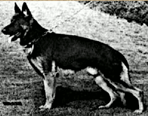German Shepherd