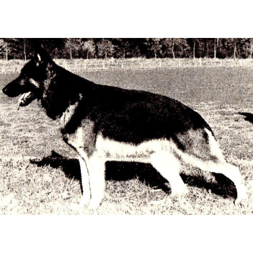 German Shepherd