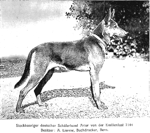 German Shepherd