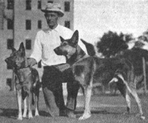 German Shepherd