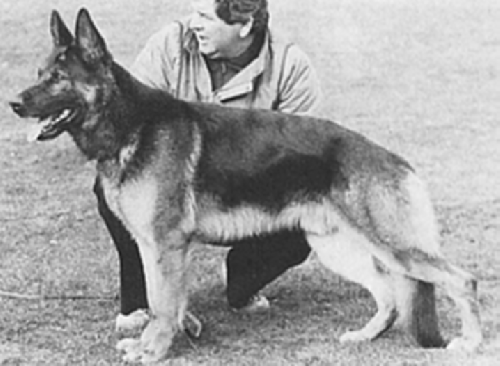 German Shepherd