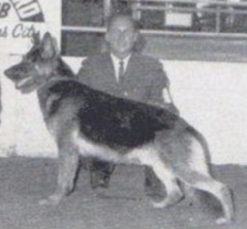 German Shepherd