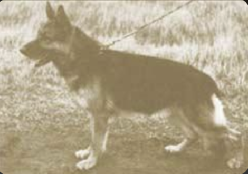 German Shepherd