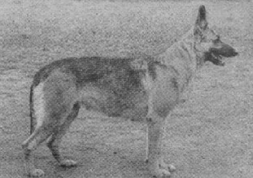 German Shepherd