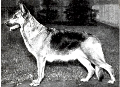 German Shepherd