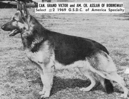 German Shepherd