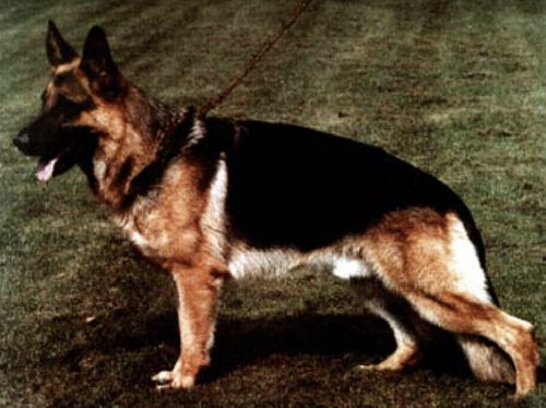 German Shepherd