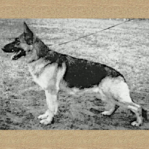 German Shepherd