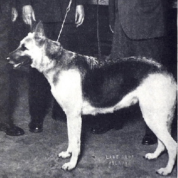 German Shepherd
