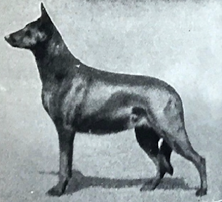 German Shepherd