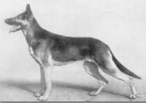 German Shepherd