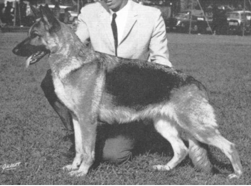 German Shepherd