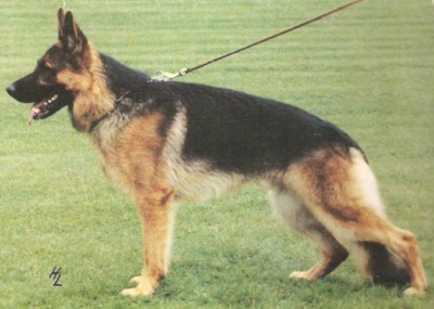 German Shepherd
