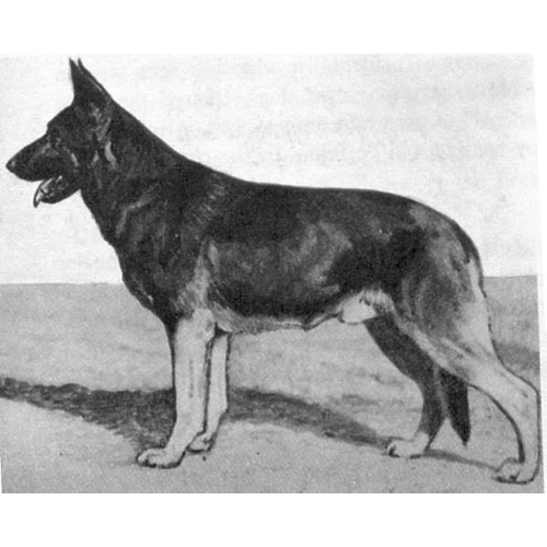 German Shepherd