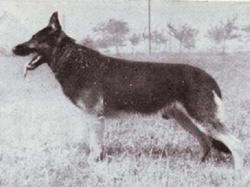 German Shepherd