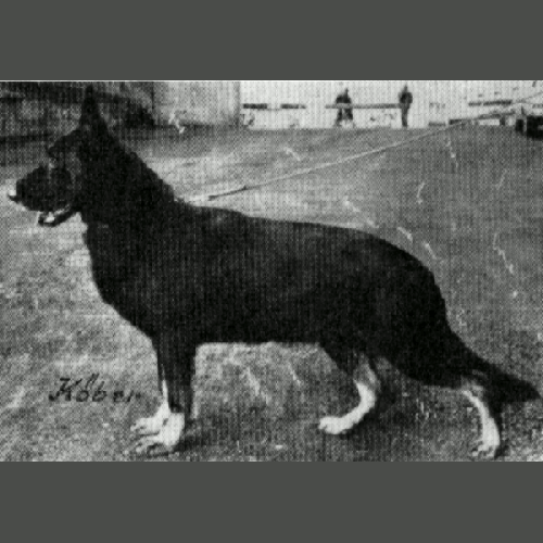German Shepherd