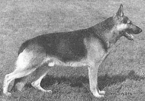 German Shepherd