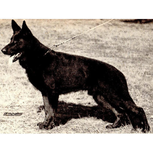 German Shepherd