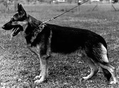 German Shepherd