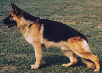 German Shepherd