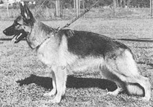 German Shepherd