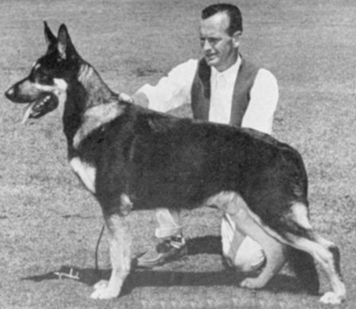 German Shepherd