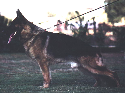 German Shepherd