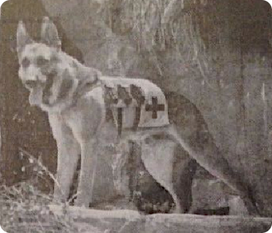 German Shepherd