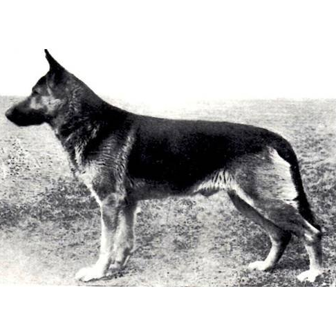 German Shepherd