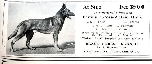 German Shepherd