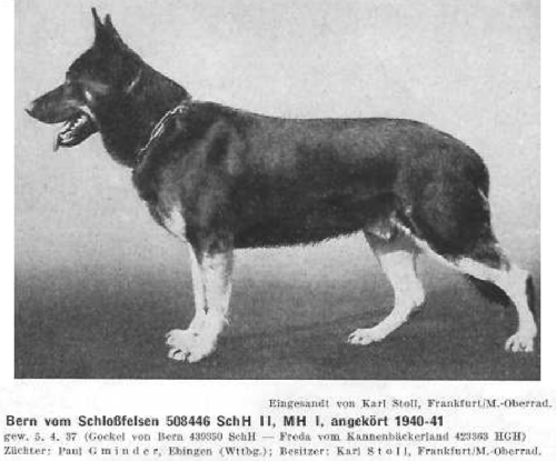 German Shepherd