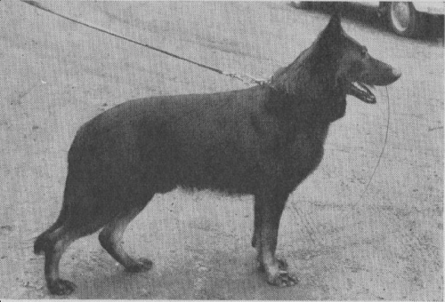 German Shepherd