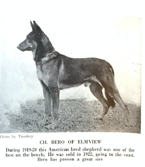 German Shepherd